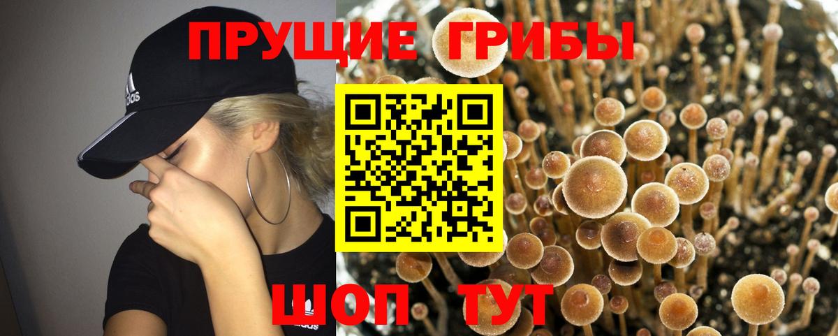 Нововоронеж  Псилоцибиновые грибы MAGIC MUSHROOMS  как найти закладки  Галлюциногенные грибы прущие грибы  Вход с VPN 